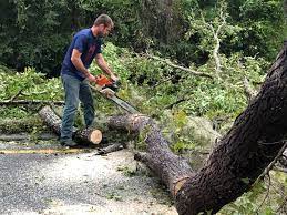 Best Storm Damage Tree Cleanup  in Rockaway Beach, OR