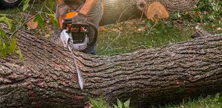 Best Tree Cabling and Bracing  in Rockaway Beach, OR