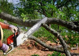 Best Tree Trimming and Pruning  in Rockaway Beach, OR