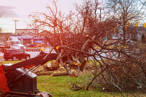 Best Emergency Tree Removal  in Rockaway Beach, OR