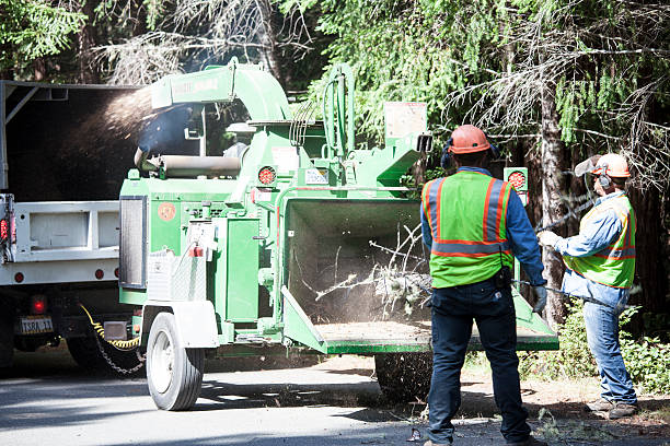 Best Arborist Consultation Services  in Rockaway Beach, OR