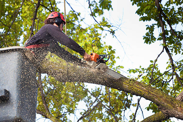 Professional Tree Services in Rockaway Beach, OR